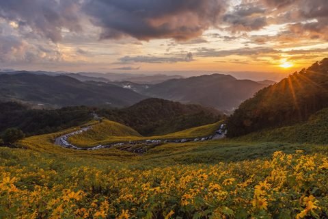 Mexicaanse zonnebloemvelden (bua tong) bij Doi Mae U-Kho, Mae Hong Son