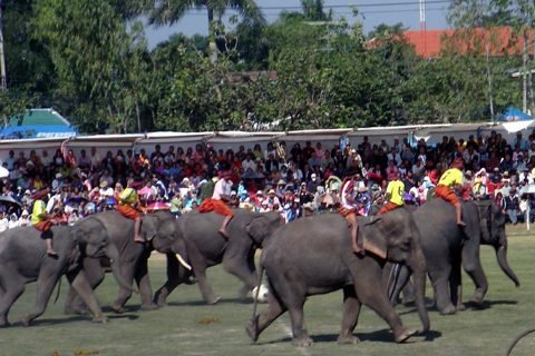 Olifanten tijdens de Surin Elephant Round-up