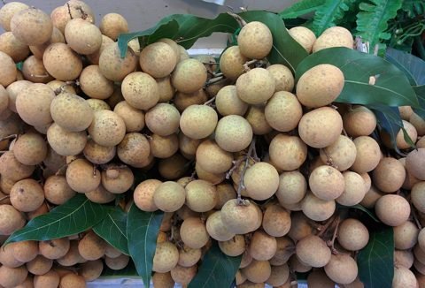 Trossen langsat (long-kong)